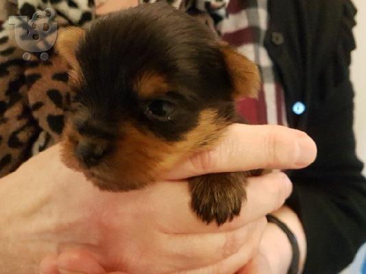 PoulaTo: Yorkshire tiere