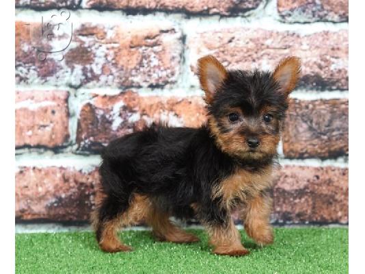 αγαπούν το Yorkie terrier έτοιμο για υιοθέτηση.