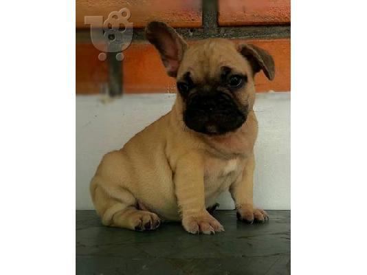 PoulaTo: Τέλεια Γαλλικά Μπουλντόγκ Κουτάβια