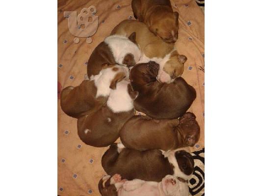 Pitbull καθαροαιμα σκυλακια ψαχνουν σπιτι