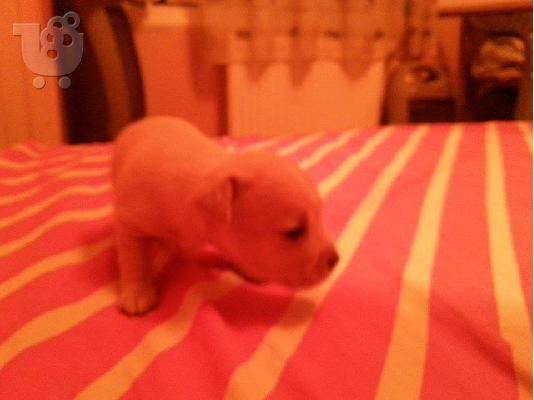 Καθαροαιμα Πινσερακια