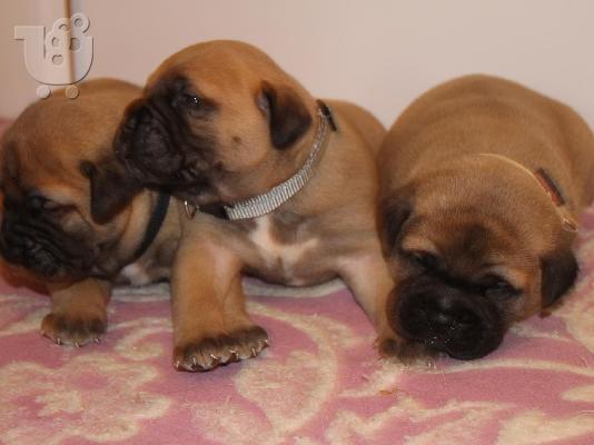 bullmastiff αναγκελια γεννας!