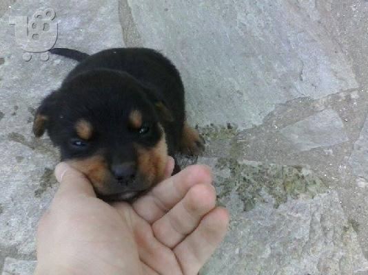 Rottweiler καθαροαιμα 6979314054 -ΚΡΗΤΗ