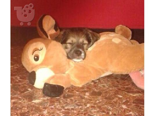 Τα γλυκούλια ψάχνουν σπίτι (χαρίζονται)