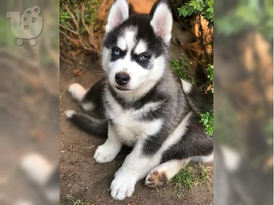 PoulaTo: Κουτάβια της Σιβηρίας Husky μπλε μάτια έτοιμο