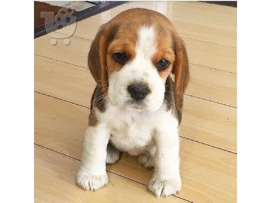 Διαθέσιμα κουτάβια Beagle