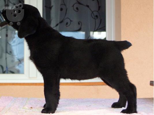 Labrador retriever puppies