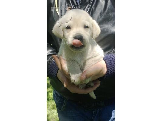 Kουταβάκι ΛΑΜΠΡΑΝΤΟΡ