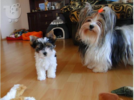 Δύο αξιολάτρευτα κουτάβια τεριέ biewer yorkshire να δώσουν έξω. (αρσενικά και θηλυκά)...