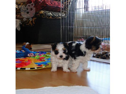 2 ΓιορκσάιρΤεριέ, ένα αρσενικό και ένα θηλυκό.