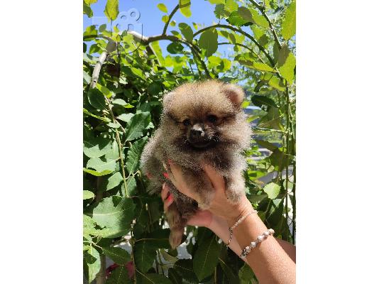 Pomeranian Spitz κουτάβια προς πώληση