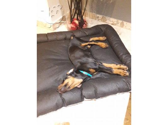 Πωλείται Ντόπερμαν - Doberman - Θυληκό 2,5 Μηνών
