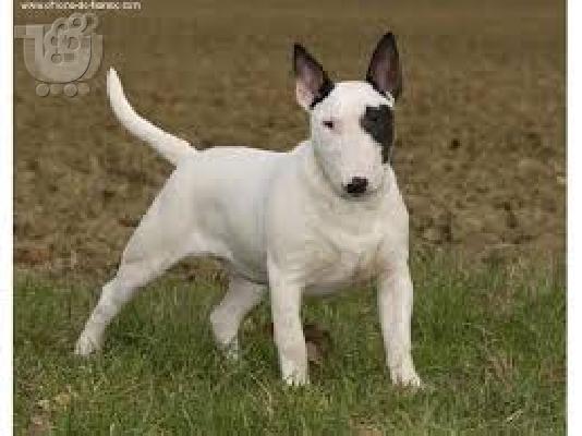 PoulaTo: Μπουλτεριε καθαροαιμο κουταβακι