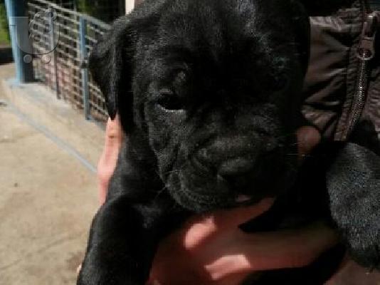 PoulaTo: CANE CORSO