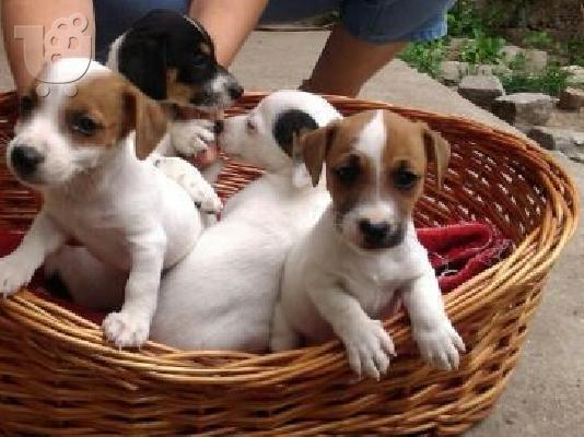 PoulaTo: ΤΖΑΚ ΡΑΣΕΛ