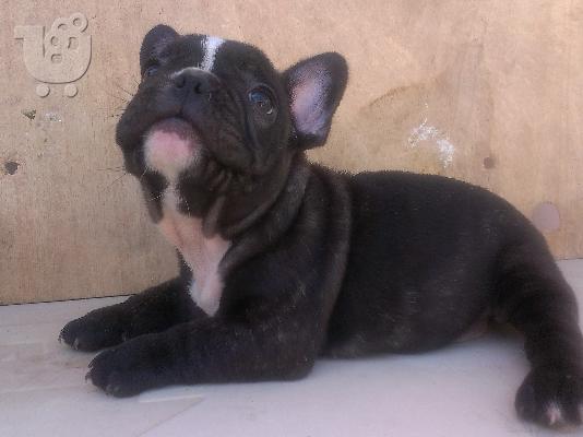 Γαλλικα μπουλντογκ, πωλουνται