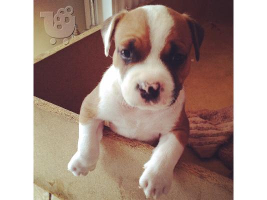 PoulaTo: Αρσενικο AMERICAN STAFFORDSHIRE TERRIER (AMSTAFF)