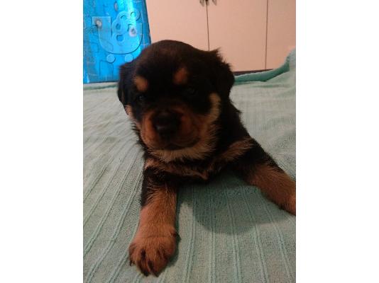 PoulaTo: Rottweiler
