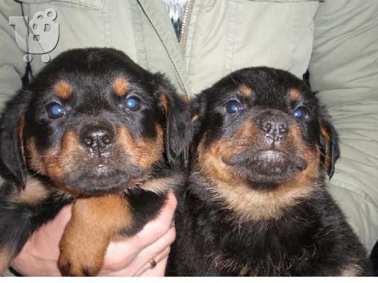 PoulaTo: Kαλή τιμή!!!.Πουλάω όμορφα κουτάβια ράτσα ROTTWEILER- Ροτβαιλερ -250 euro