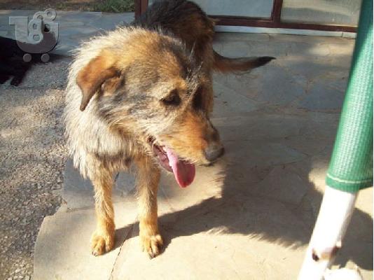 Γκριφον για συντροφια και φυλαξη  χαριζεται