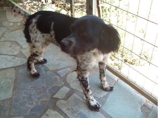 Μικροσωμη σκυλιτσα χαριζεται