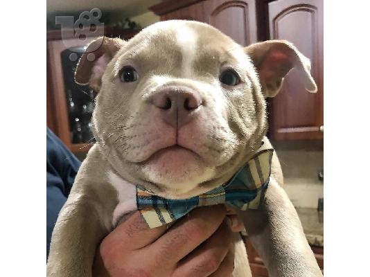 PITBULL