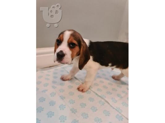 όμορφα κουτάβια beagle προς πώληση