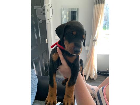 Doberman Pups