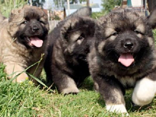 PoulaTo: Καυκάσου καθαρόαιμα