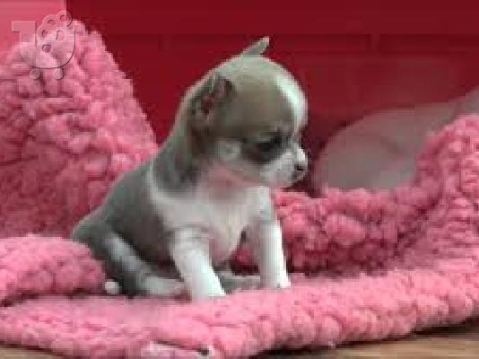 κουτάβια τσιουάουα έτοιμα να πάνε