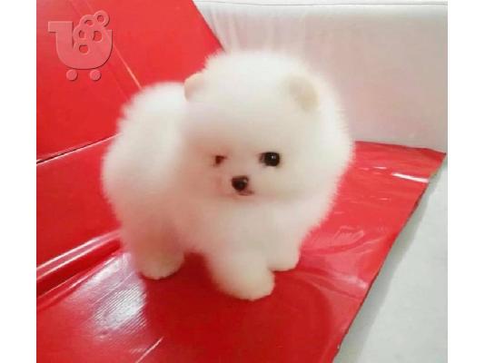 PoulaTo: Κουτάβια Pomeranian