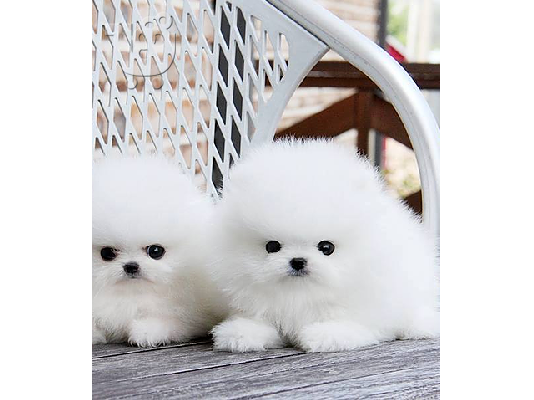 PoulaTo: Pomeranian mini toy