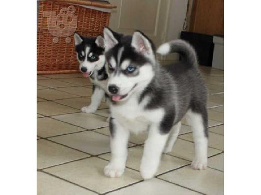 PoulaTo: Ανήσυχος γενεαλογικό Husky Puppies έτοιμο για υιοθεσία!