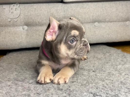 PoulaTo: Κουτάβια Lilac & Tan French Bulldog