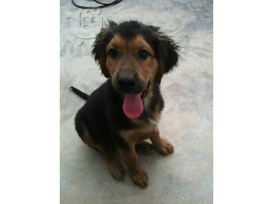 PoulaTo: Κουταβακια 4μισι μηνων χαριζονται