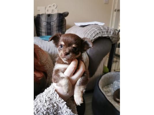  Kc chihuahua έτοιμο