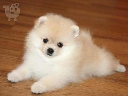PoulaTo: Υπέροχο pomeranian κουτάβια