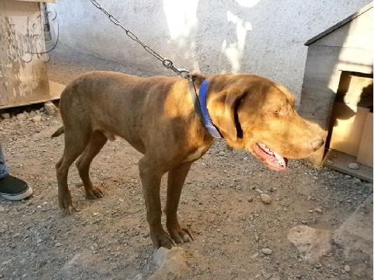 Πρασινοματης Pit-bullακος ημιαιμος χαριζεται