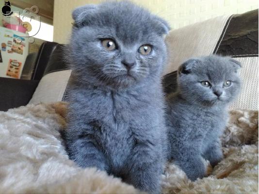 PoulaTo: Zapanjujući škotski nabor Tica Kitten Ready
