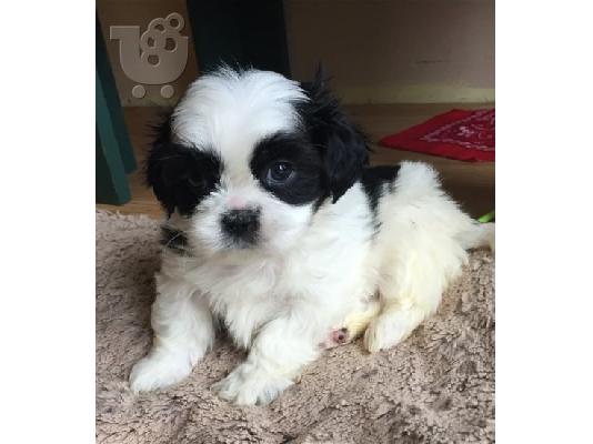 PoulaTo: Shih Tzu κουτάβια