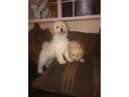 Παιχνίδι Poodle