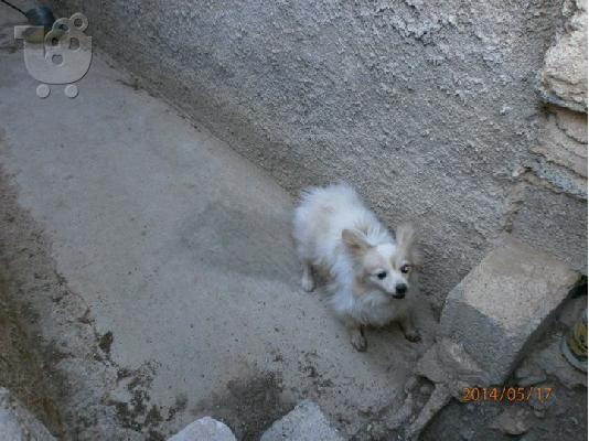 Βρεθηκε τυφλο μικροσωμο σκυλακι στο Περαμα