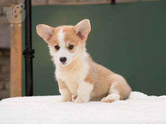 Κουτάβια Pembroke Ουαλίας Corgi