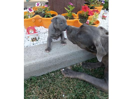 Κουτάβια American Pit Bull Terrier