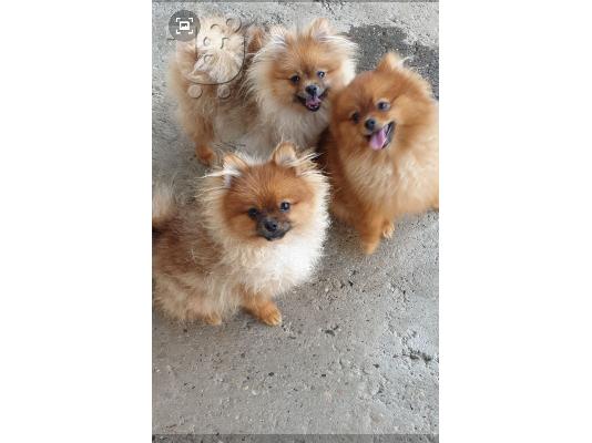 PoulaTo: Pomeranian Spitz κουτάβια