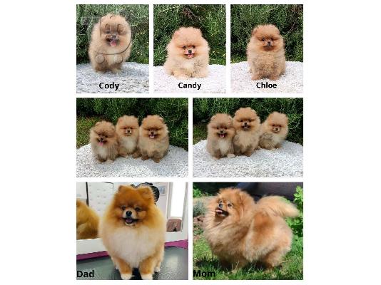 PoulaTo: Pomeranian Spitz κουτάβια