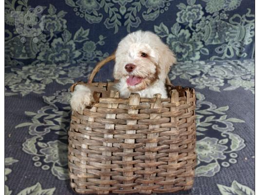 Lagotto Romagnolo κουτάβια