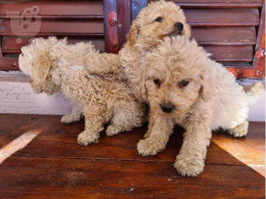 Labradoodle κουτάβια