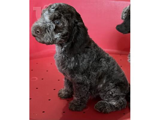 Lagotto Romagnolo προς πώληση