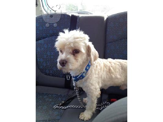 PoulaTo: Βρεθηκε μικροσωμο σκυλακι στο Περαμα